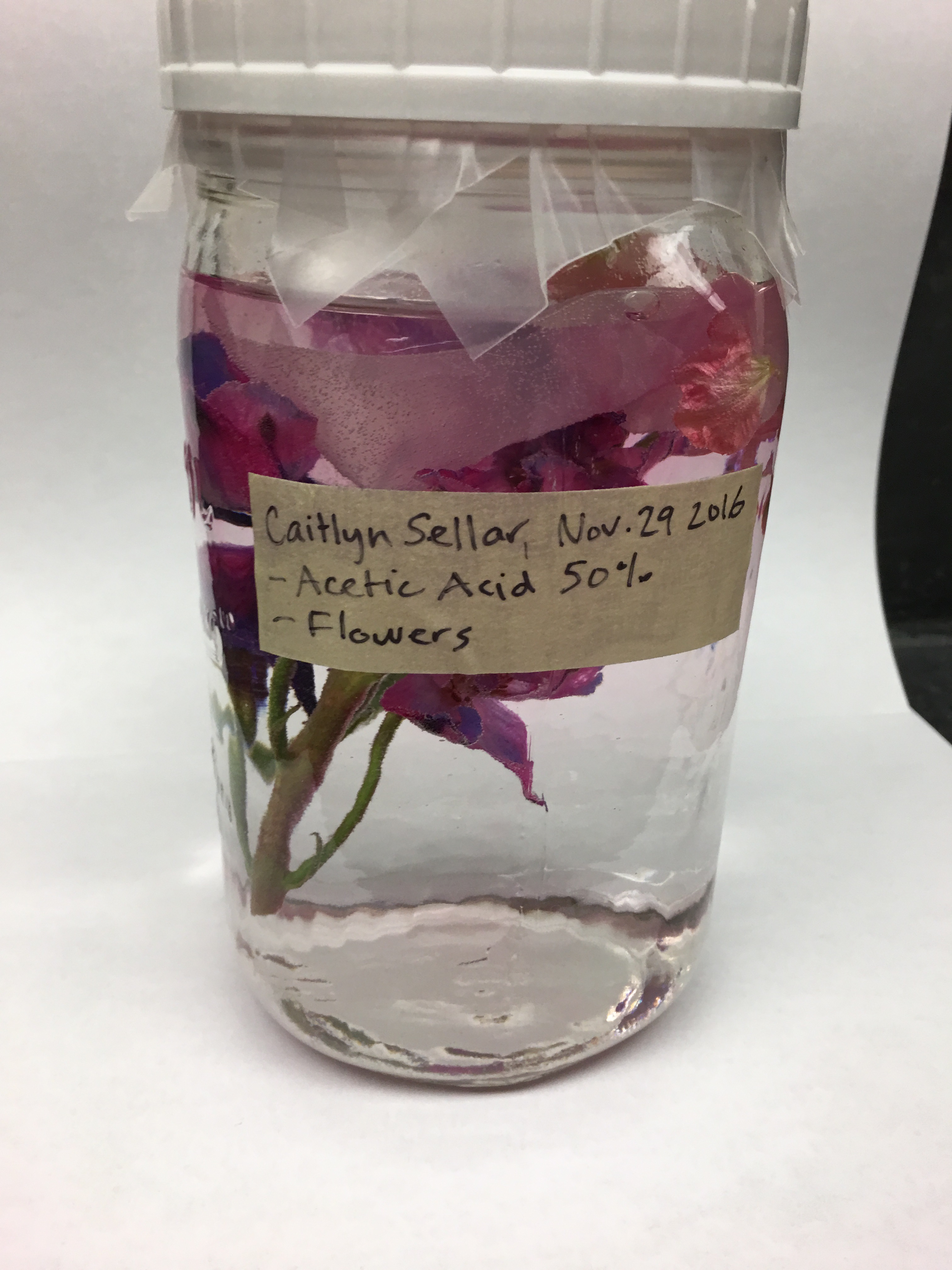 20161129_Sellar_flowersinpreservative_214.jpg