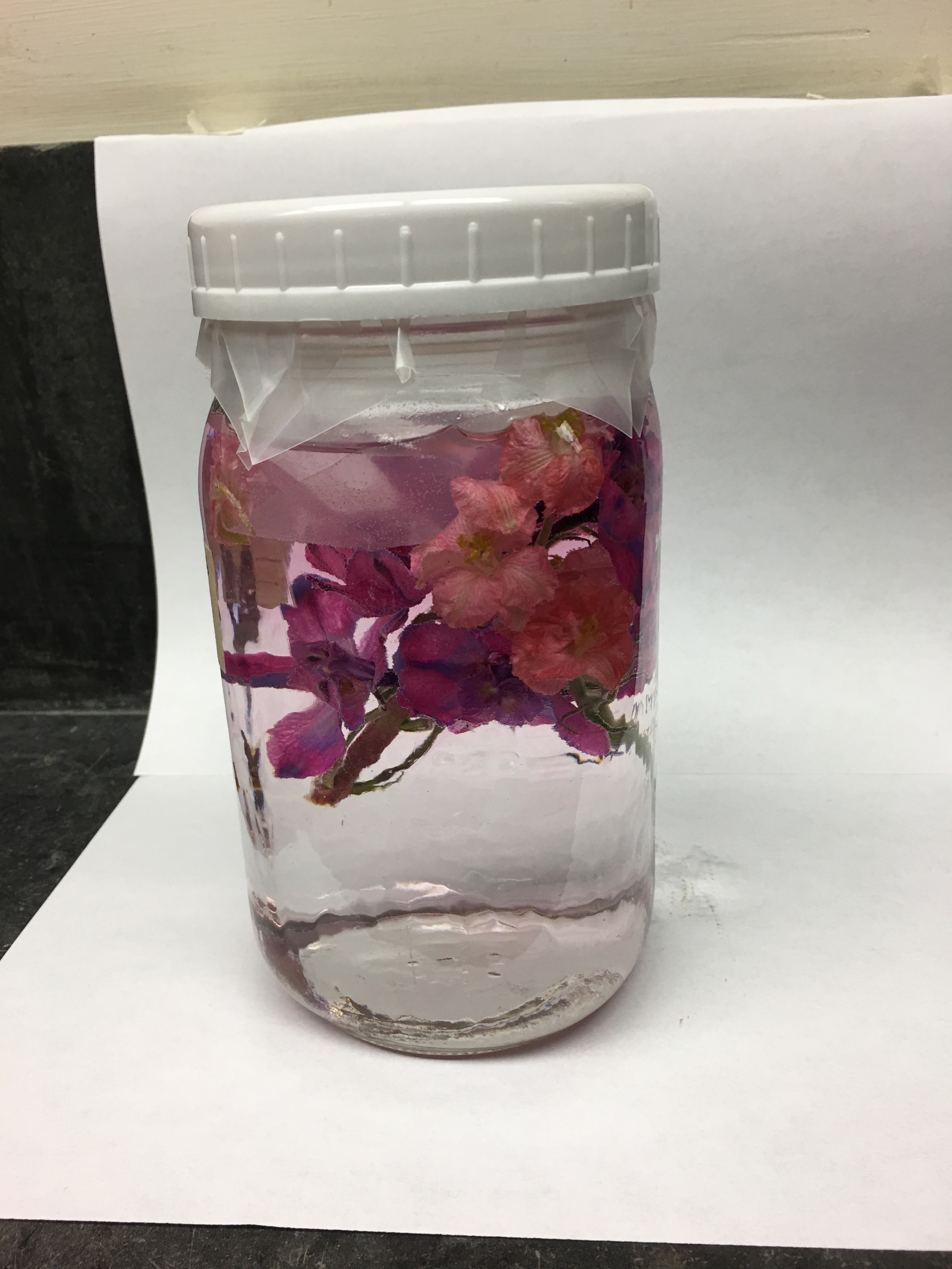 20161129_Sellar_flowersinpreservative_215.jpg